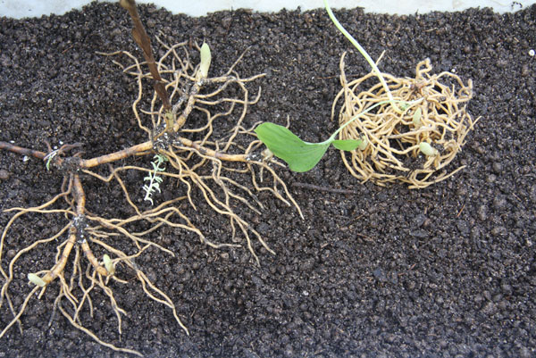 Natural shape of roots compared to potted ones(Natural shape of roots compared to potted ones)