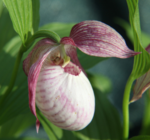 Cypripedium x Sabine detail 1(May 22, 2010)